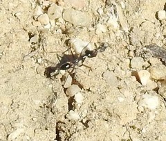 Cataglyphis