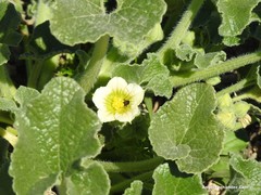Ecballium elaterium