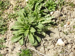 Pallenis spinosa