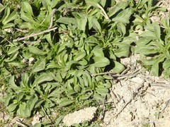 Pallenis spinosa