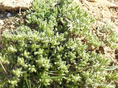 Teucrium gnaphalodes
