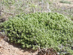 Teucrium gnaphalodes
