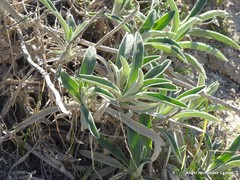 Phlomis lychnitis