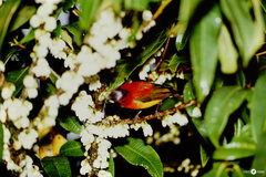 Aethopyga gouldiae