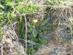 Taraxacum obovatum