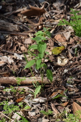 Dicliptera brachiata