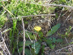 Taraxacum obovatum