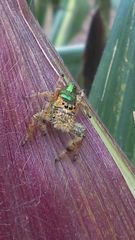 Paraphidippus aurantius