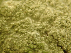 Pertusaria paratuberculifera