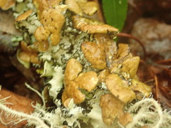 Parmotrema submarginale