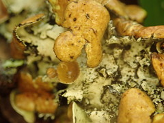 Parmotrema submarginale