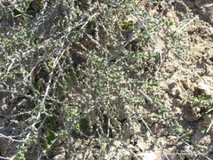 Caroxylon vermiculatum