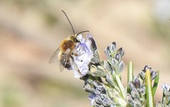Eucera