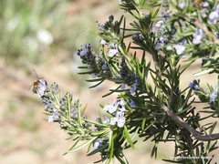 Salvia rosmarinus