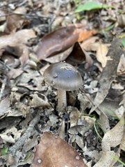 Amanita cheelii