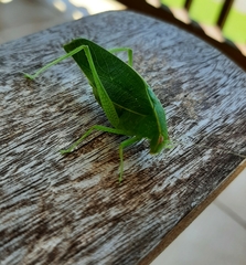 Phaneropterinae