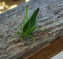 Phaneropterinae