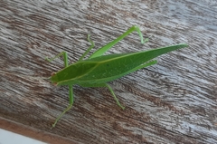 Phaneropterinae