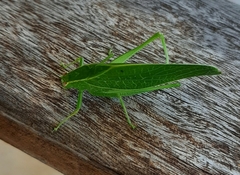 Phaneropterinae
