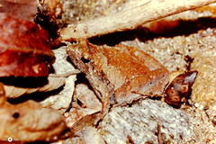 Microhyla berdmorei