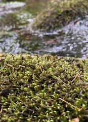 Hygrohypnella ochracea