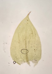 Hygrohypnella ochracea