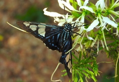 Phocides belus