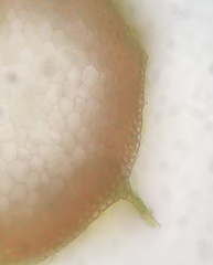 Hygrohypnella ochracea