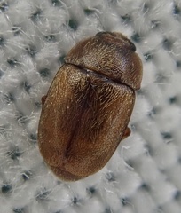 Epuraea melanocephala