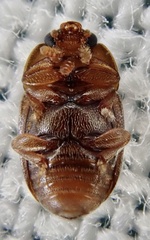 Epuraea melanocephala