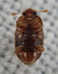 Epuraea melanocephala
