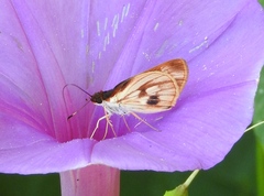 Vettius fantasos