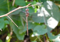 Macrothemis inacuta