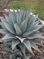 Agave ovatifolia