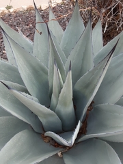 Agave ovatifolia