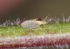 Aphalaroida inermis
