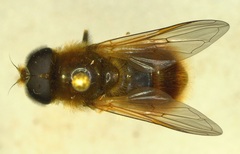 Cheilosia grossa