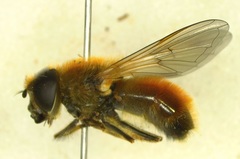 Cheilosia grossa