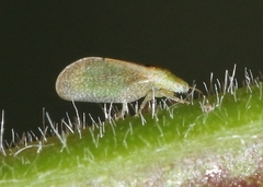 Aphalaroida inermis