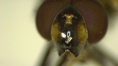 Melangyna lasiophthalma