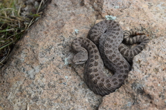 Crotalus pricei