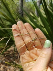 Piptochaetium avenacioides