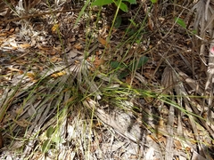 Piptochaetium avenacioides