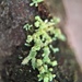 Parmeliopsis capitata - Photo (c) Ian Bryson, algunos derechos reservados (CC BY-NC), uploaded by Ian Bryson