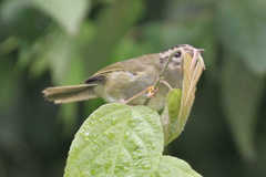 Basileuterus tristriatus
