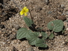 Goosefoot Violet - Photo (c) Jim Morefield, some rights reserved (CC BY-SA)