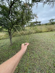 Crotalaria lanceolata lanceolata