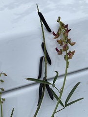 Crotalaria lanceolata lanceolata