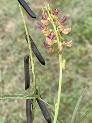 Crotalaria lanceolata lanceolata