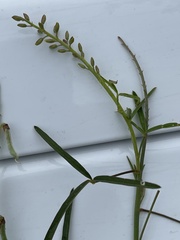 Crotalaria lanceolata lanceolata